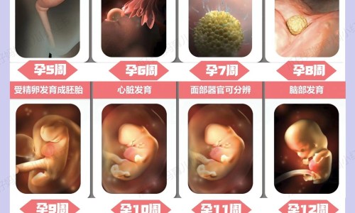 五花肉做馅最忌三种东西-五花鲜肉馅的营养-专业五花肉馅料图片平台-五花肉馅图片