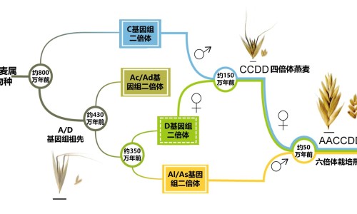 五花鲜肉馅的营养-专业五花肉馅料图片平台-五花肉馅图片